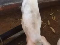 Locha, Świnie — zdjęcie 1