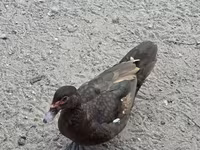 Domestic Muscovy — photo 2