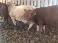 Toro, Ganado vacuno — foto 5