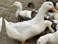 Američki pekin — fotografija 1