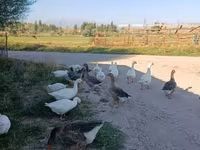 Geese — fotografija 3