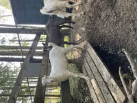 Jarac, LaMancha goats — fotografija 2