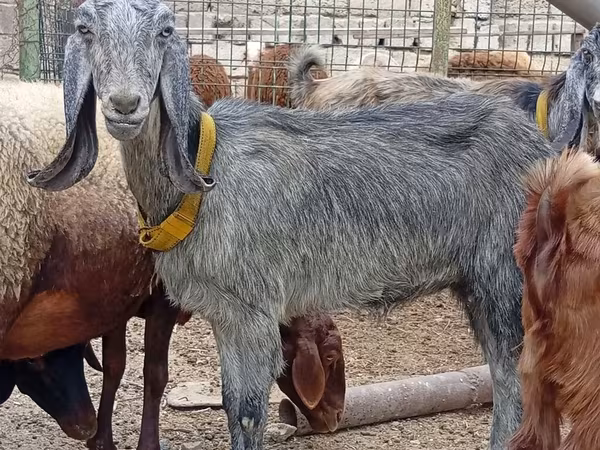 Ziege, Damask goat