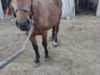 Yegua, Caballos — foto 4