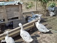 Ducks — Foto 2