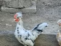 Chickens — फ़ोटो 5
