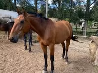雌馬, Nonius horse — 写真 5