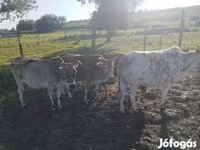 Touro, Zebu — foto 2