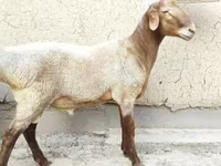 公羊, Sheep — 照片 5