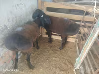 Qoç, Qoyunlar — foto 2