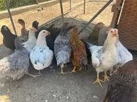 Ameraucana — zdjęcie 2