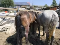 حصان, Hungarian horse breed — الصورة 4