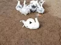 Geese — الصورة 5