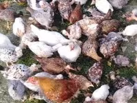 Chickens — الصورة 3