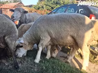 كبش, Ile-de-France sheep — الصورة 7