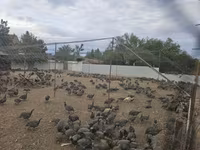 Guinea fowl — Foto 4