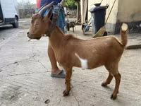बकरा, बकरियाँ — फ़ोटो 1