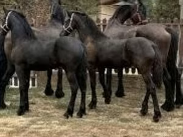 Jument, Friesian