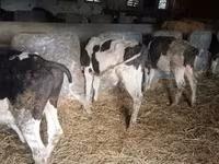 Bulle, Simmental cattle — Foto 2