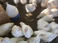 Chickens — foto 2