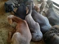 公羊, Sheep — 照片 4