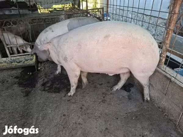 Хряк, Крупная белая