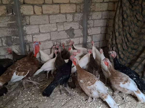 Guinea fowl