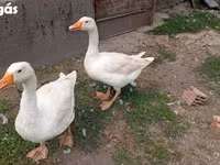 إمدن — الصورة 2