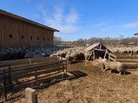 Ovca, Kuibyshev sheep — fotografija 5