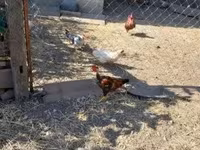Bantam Japonesa — foto 2