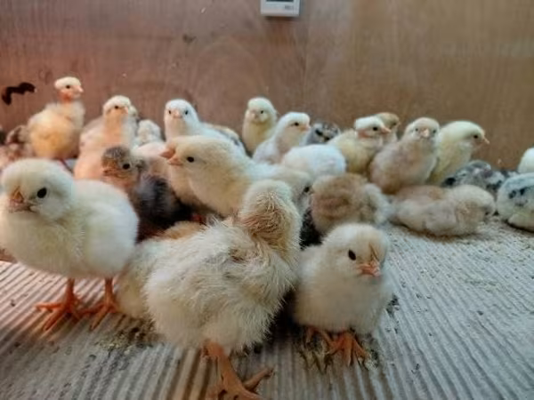 Chickens — Węgry