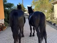 حصان, Hungarian horse breed — الصورة 2