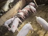 Eber, Schweine — Foto 7