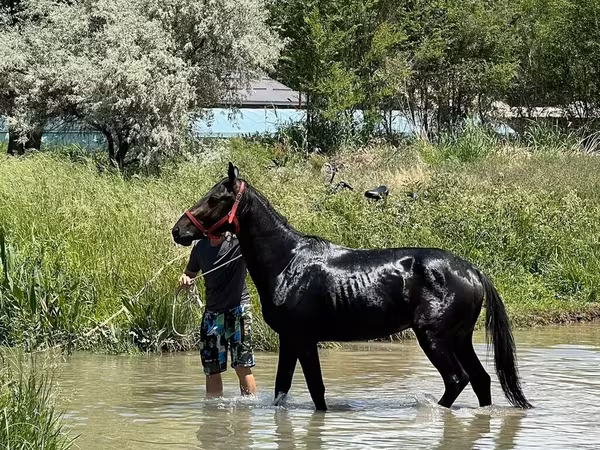 Pastuv, Karachay horse