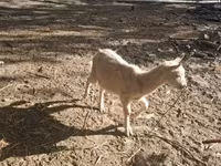公山羊, Goats — 照片 5