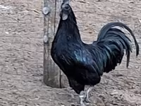 آيام سيماني — الصورة 6