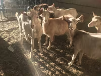 Kozioł, Saanen goat — zdjęcie 4