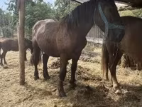 Cheval, Chevaux — photo 2