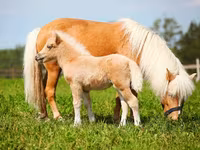 Pastuv, American shetland pony — fotografija 2