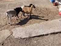 Sheep, Cameroon sheep — photo 4