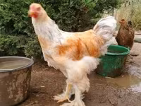 Brahma — zdjęcie 2
