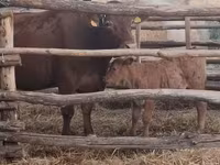 Vaca, Ganado vacuno — foto 1