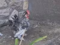 Chickens — zdjęcie 7