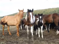 Kobila, Horse breed — fotografija 8