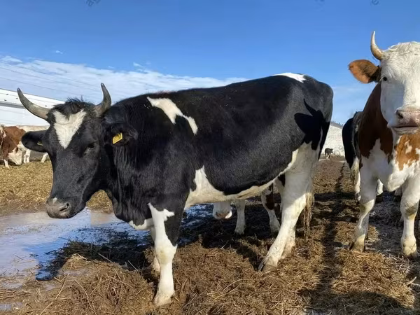 Krava, Russian Black pied cattle