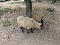 Қошқар, White Suffolk sheep — 2-сурет
