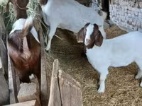 बकरा, Boer goat — फ़ोटो 8