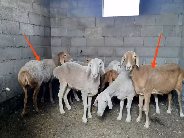 Qoyun, Katum sheep