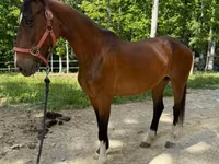Kobila, Dutch warmblood horse — fotografija 6