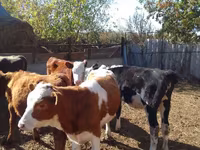 Goveda (partija, pol nije naveden), Swiss cattle — fotografija 4